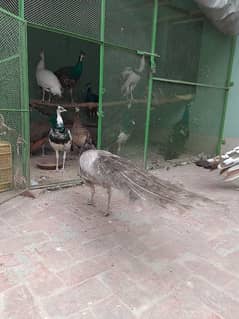 Peacock Chick & Adults Available