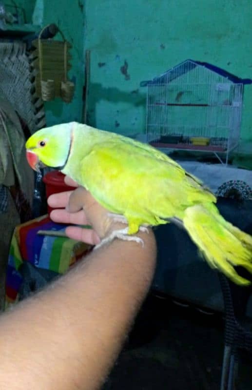 hand tame talking male 1