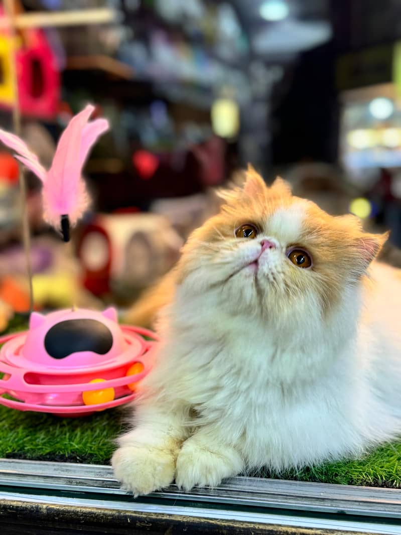 Piki Face | Stud Male | Peki | Peke | Stud | matting| Persian | 1