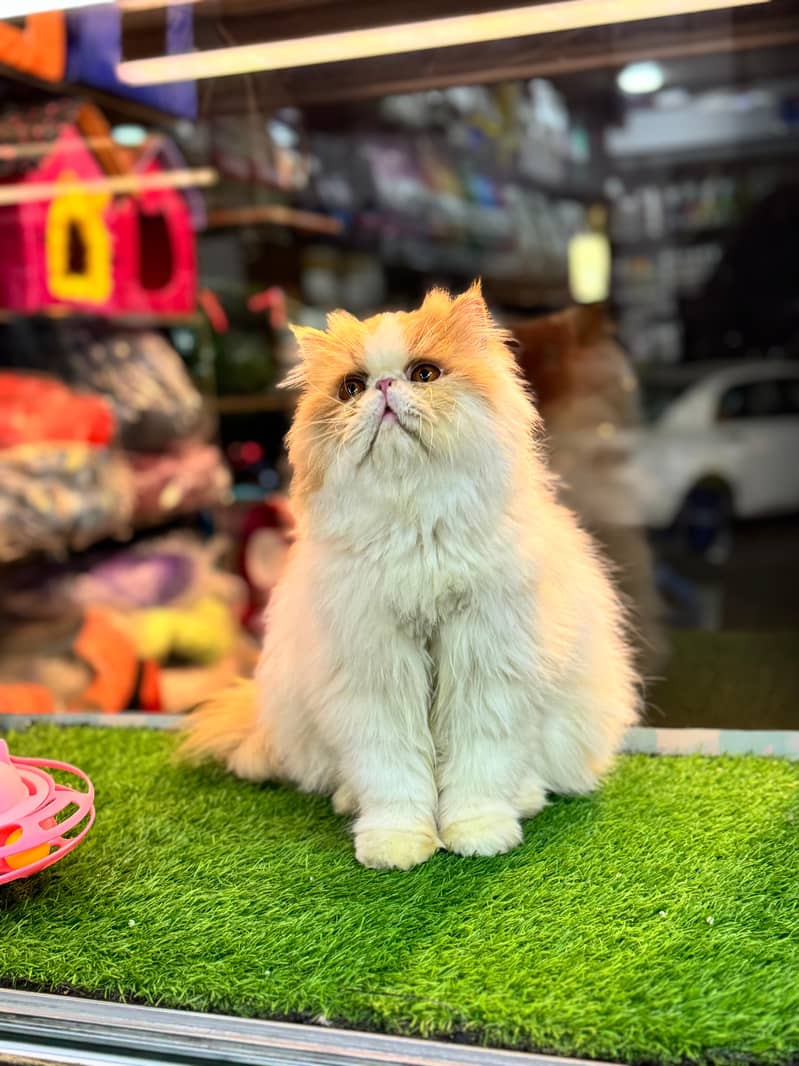 Piki Face | Stud Male | Peki | Peke | Stud | matting| Persian | 4