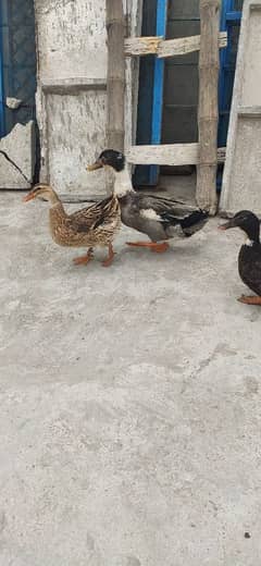 4 Ducks for sale egg lying