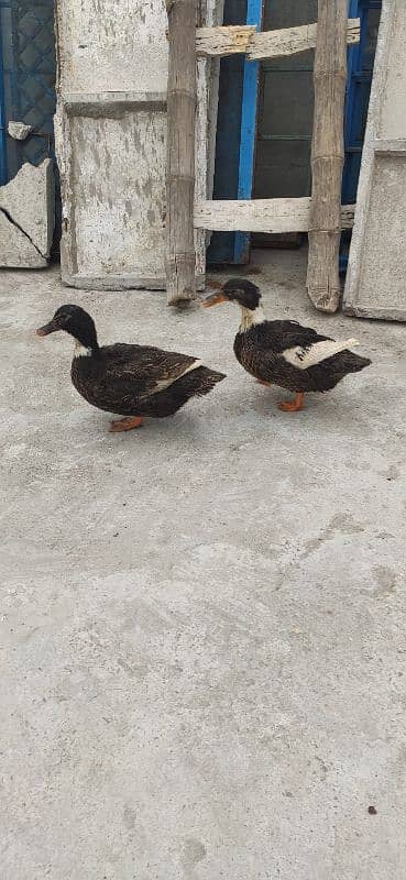 4 Ducks for sale egg lying 1