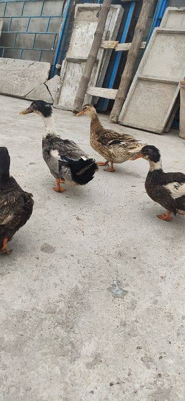 4 Ducks for sale egg lying 2