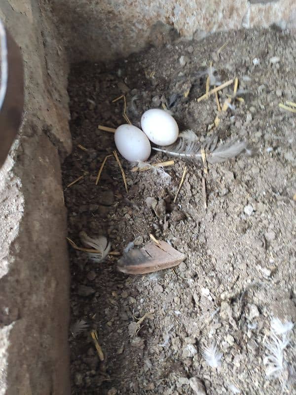 4 Ducks for sale egg lying 3