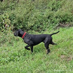 Short hair pointer pup & rare cross female for sale