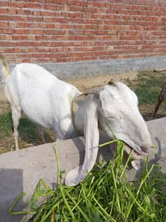 Goats for Urgent Sale