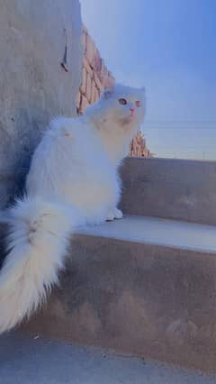 male cat for sale urgant