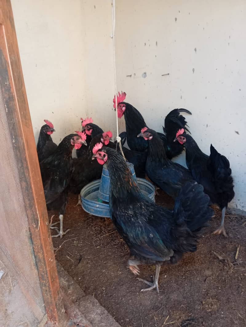 australorp | lohman brown | australorp hens |eggs laying hens | eggs 1