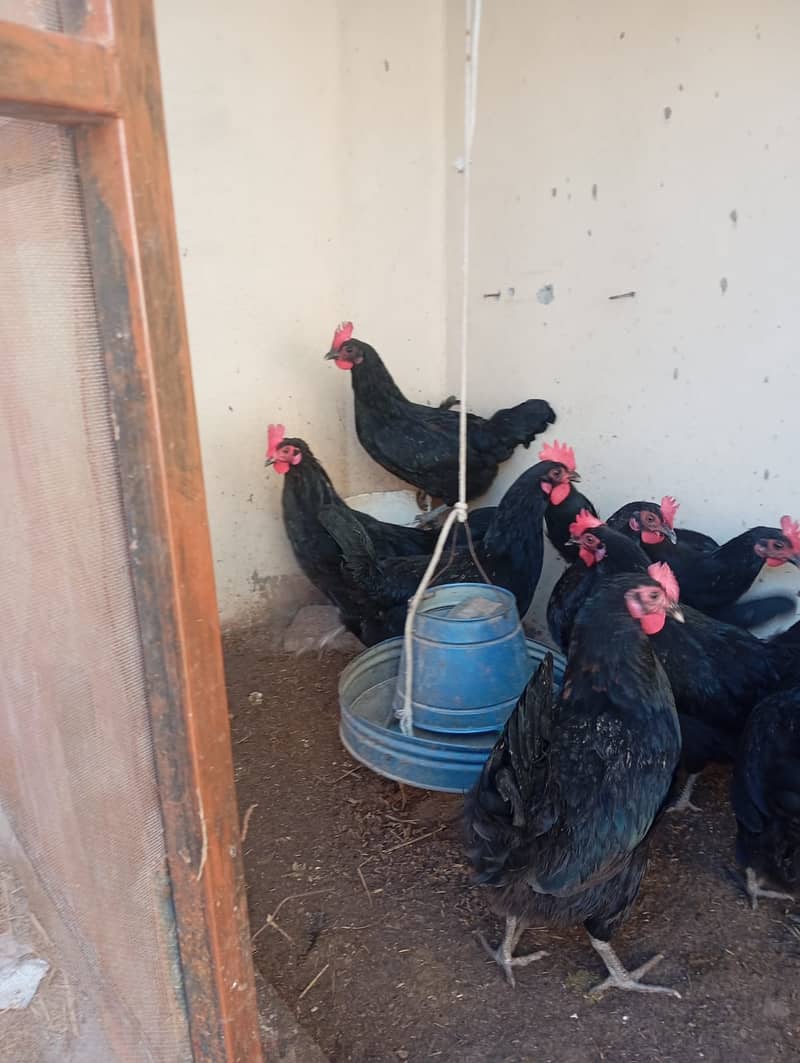 australorp | lohman brown | australorp hens |eggs laying hens | eggs 2