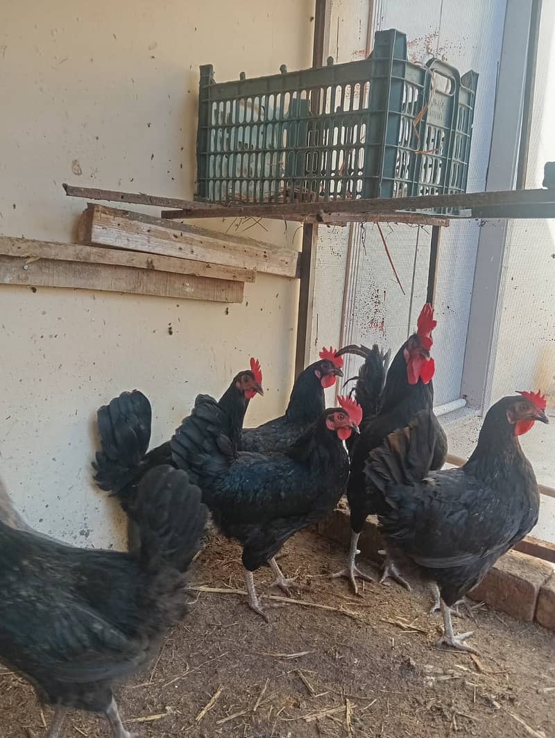 australorp | lohman brown | australorp hens |eggs laying hens | eggs 3