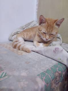 male cat free ma location malir karachi age 8 month