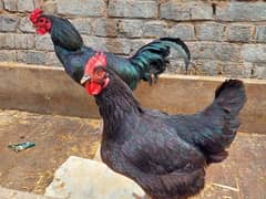 Pure Desi Hens available for sale