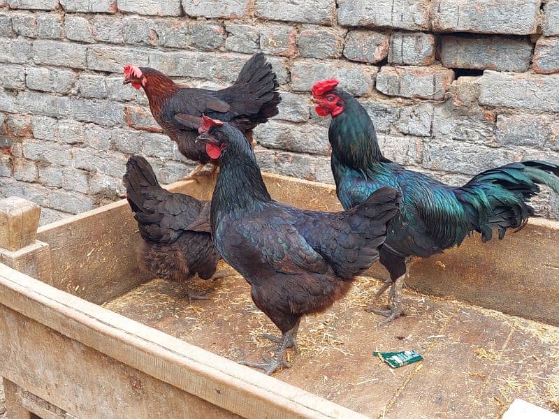 Pure Desi Hens available for sale 1