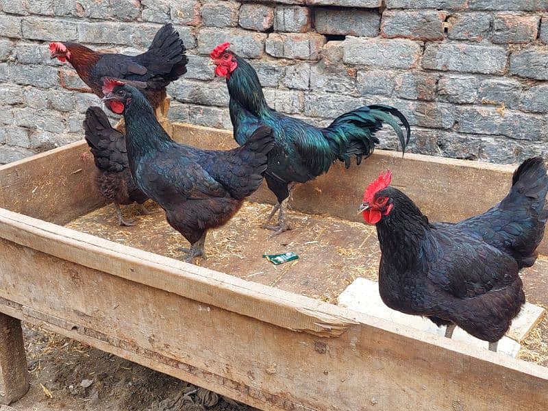 Pure Desi Hens available for sale 2