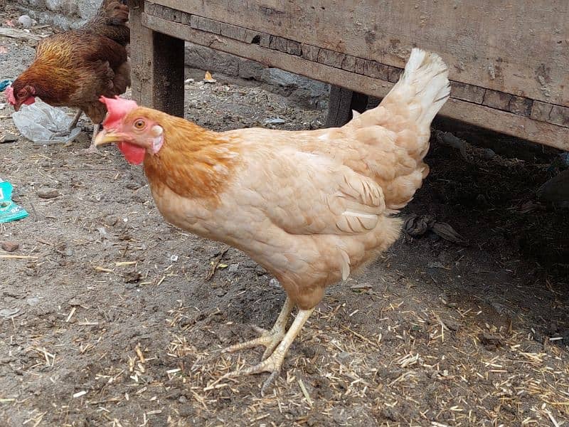 Pure Desi Hens available for sale 3