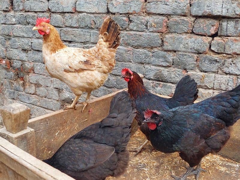 Pure Desi Hens available for sale 4