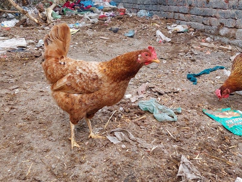 Pure Desi Hens available for sale 5