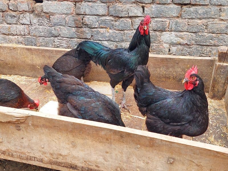 Pure Desi Hens available for sale 6