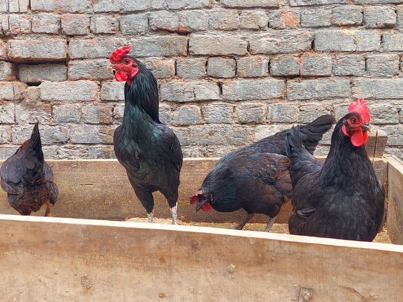 Pure Desi Hens available for sale 7