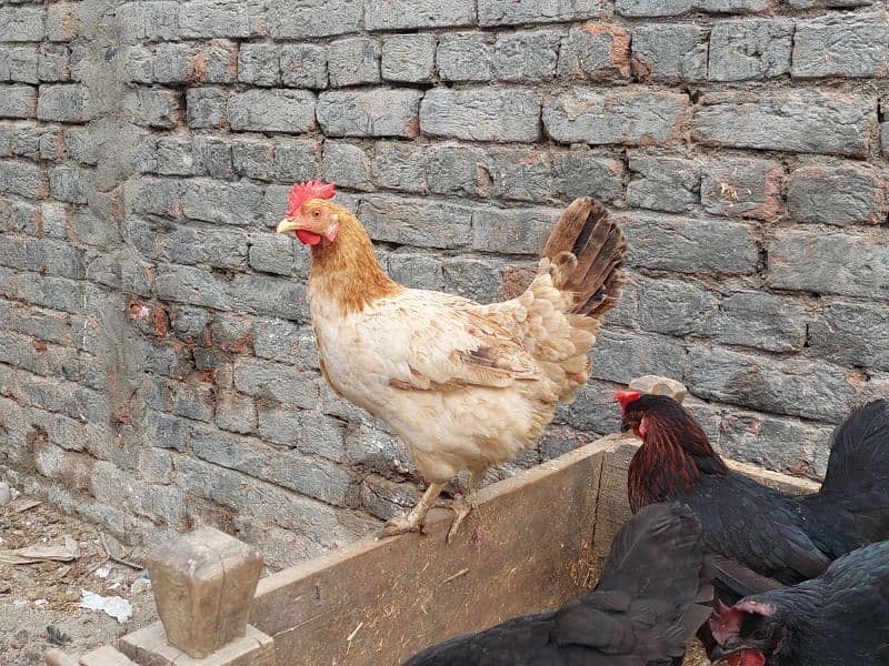 Pure Desi Hens available for sale 8