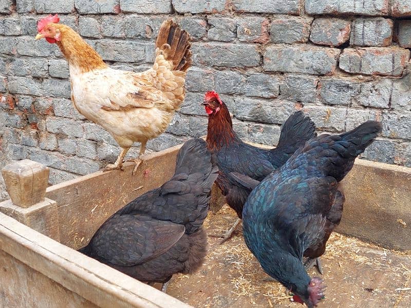 Pure Desi Hens available for sale 9