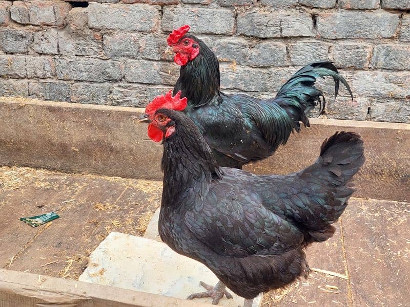 Pure Desi Hens available for sale 10