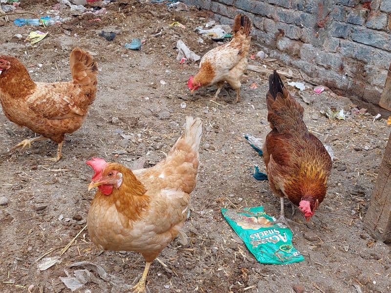 Pure Desi Hens available for sale 11