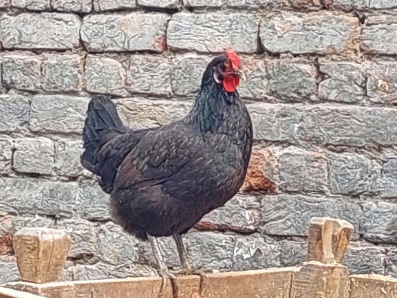 Pure Desi Hens available for sale 12