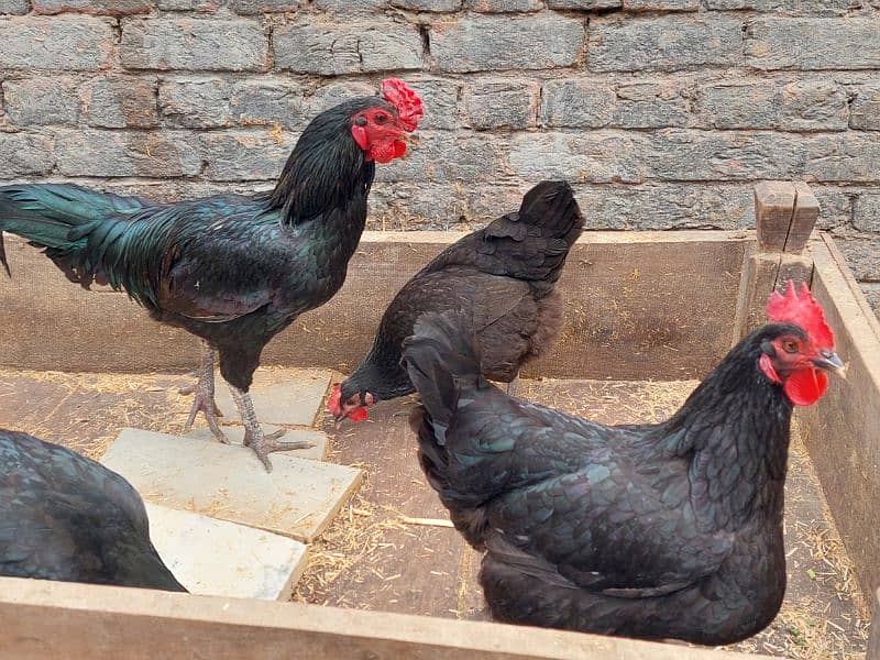 Pure Desi Hens available for sale 13