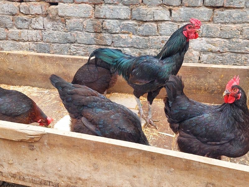 Pure Desi Hens available for sale 14