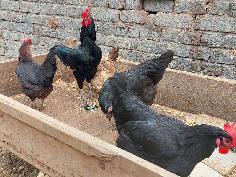 Pure Desi Hens available for sale 15