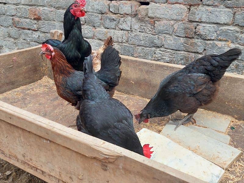 Pure Desi Hens available for sale 16