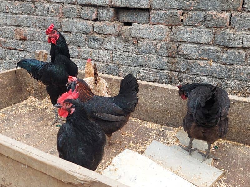 Pure Desi Hens available for sale 17