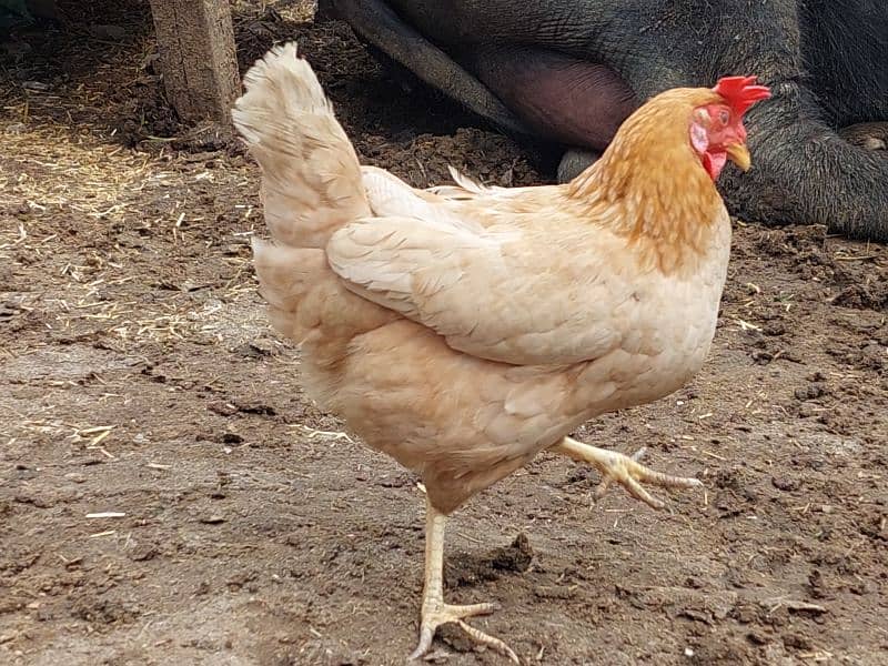 Pure Desi Hens available for sale 18