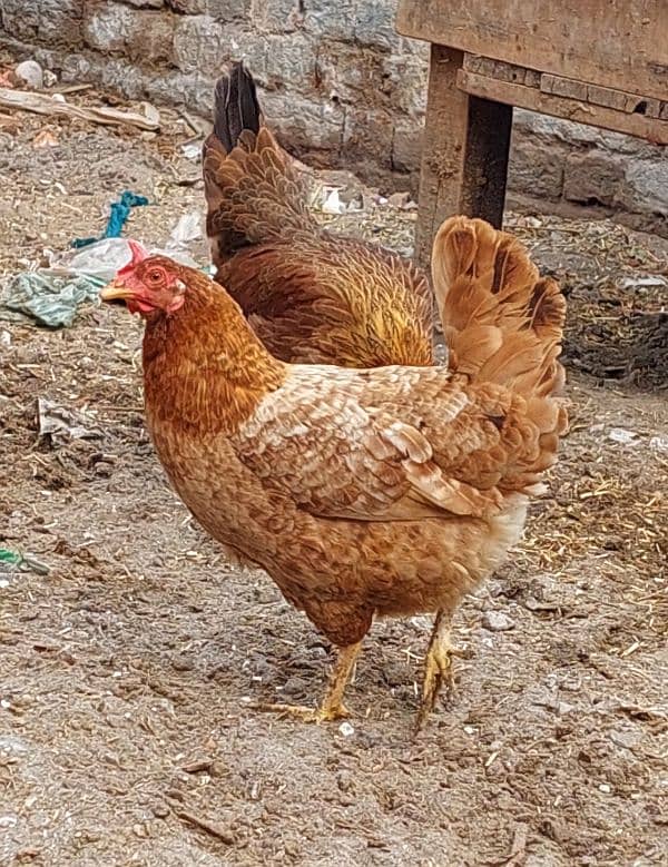 Pure Desi Hens available for sale 19