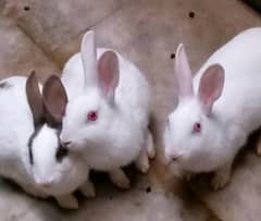 Rabbits up for sale