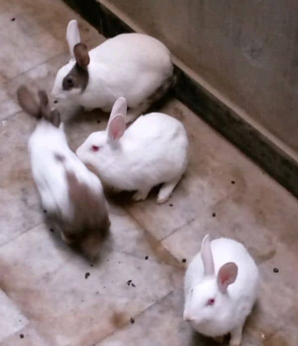 Rabbits 2 pairs up for sale 2