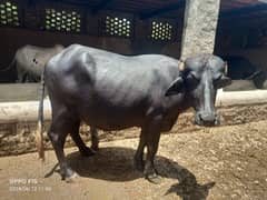 Kata/Wacha/ Neli 7 Kattay donda Organic feed pay palay , 620 per kg