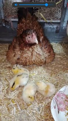 aseel hen and their chicks is sale