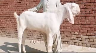 gulabi bakra for sale call on 03257856016