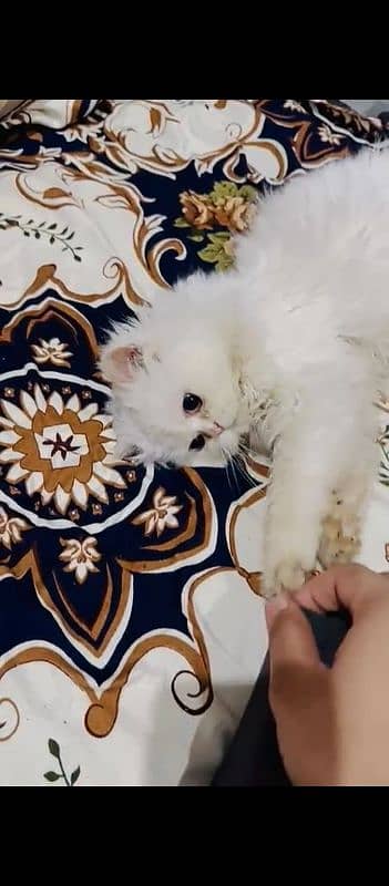 Persian cat pikki face triple couted breeder cat  Age(5 month 2