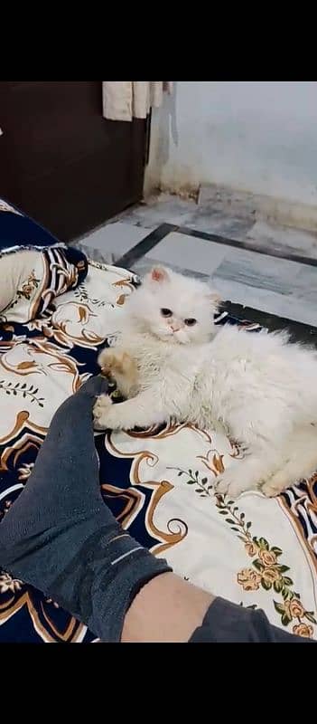 Persian cat pikki face triple couted breeder cat  Age(5 month 3