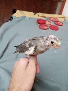 hand tame cocktail chick