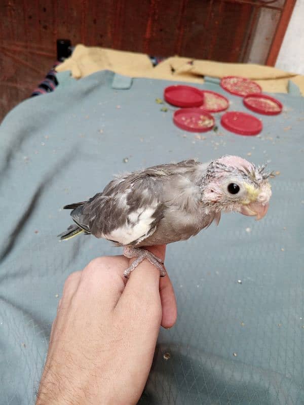 hand tame cocktail chick 0