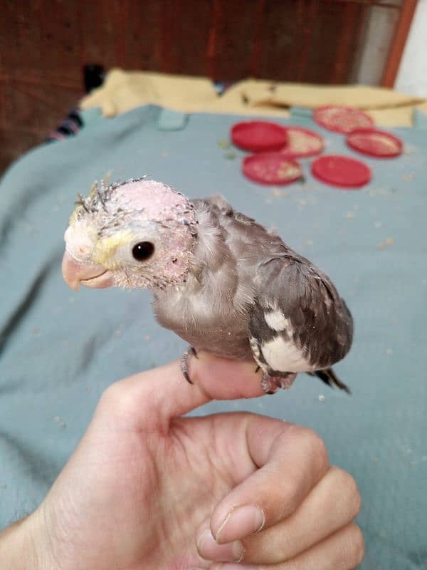 hand tame cocktail chick 1