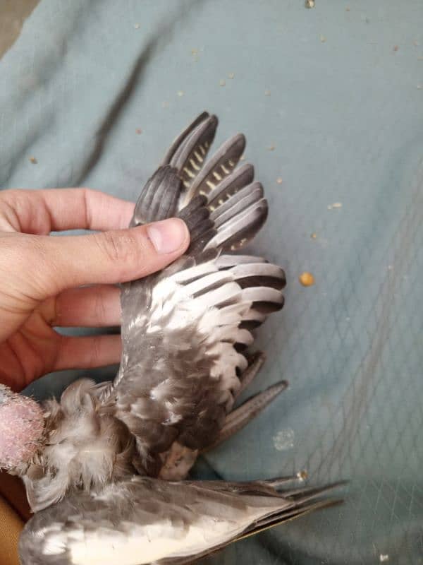 hand tame cocktail chick 2