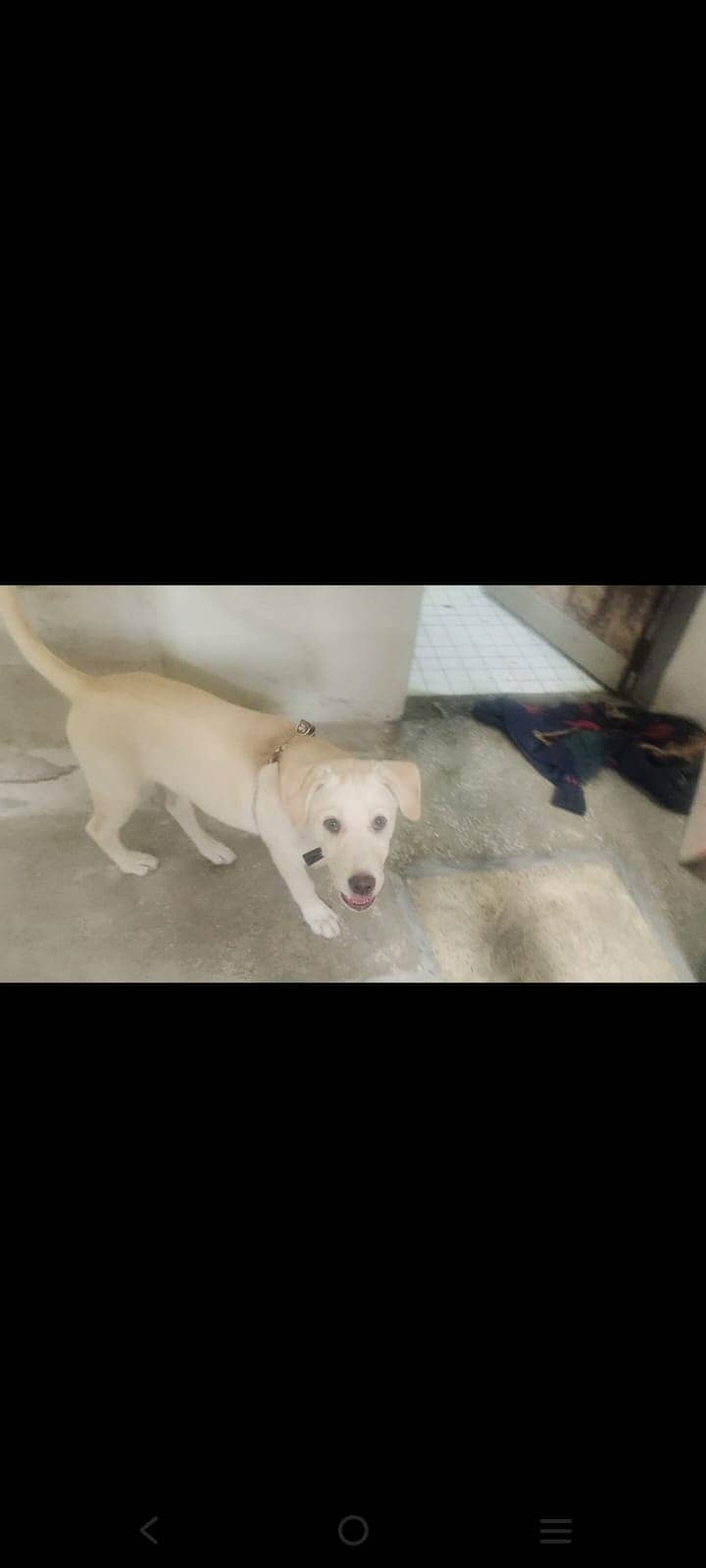 Labrador Female Puppy available for sale 1