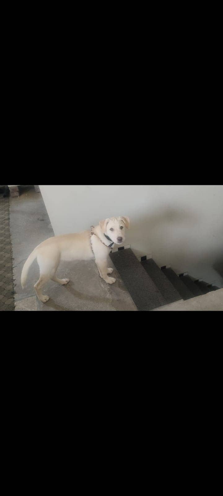 Labrador Female Puppy available for sale 3