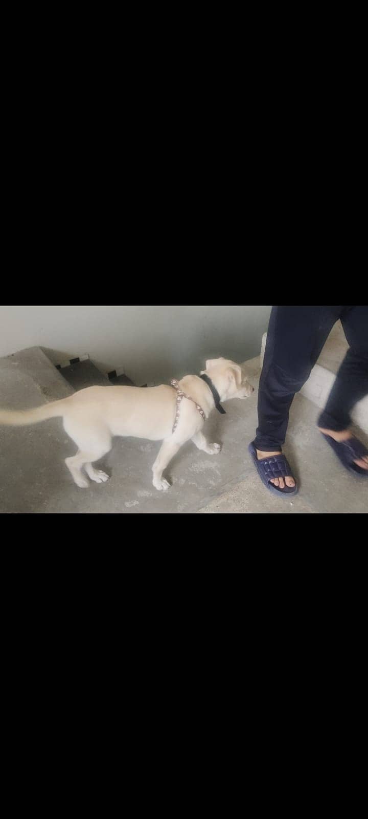 Labrador Female Puppy available for sale 4