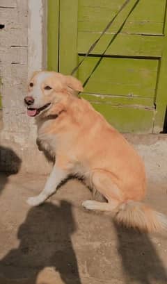 golden retriever male young and ready to Cross vaccine paper nahi ha